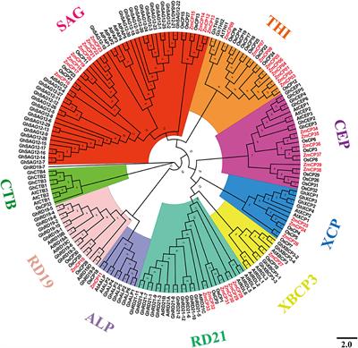 Genome-Wide Identification and Comparison of Cysteine Proteases in the Pollen Coat and Other Tissues in Maize